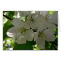 Apple blossoms in spring cards