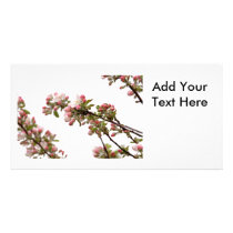 Apple Blossoms in Spring Custom Photo Card