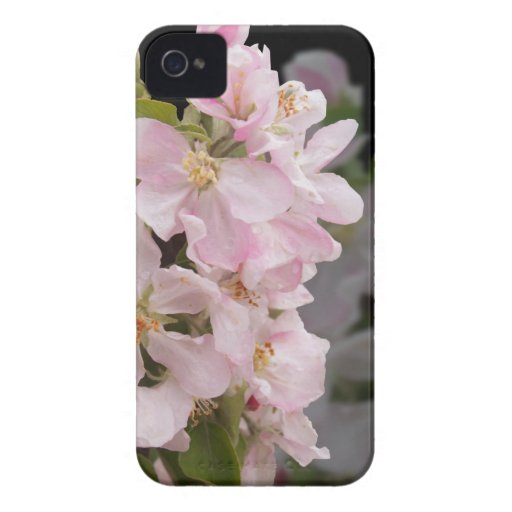 Apple Blossoms iPhone 4 Covers