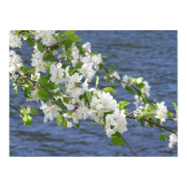 Apple Blossoms on the Penobscot River Poster posters by brandonsmama Apple Blossoms on the Penobscot River Poster posters