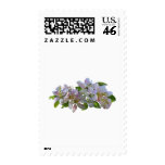 Apple Blossoms Postage Stamp