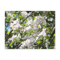 Apple Blossoms postcards by traxtech Apple Blossoms postcards
