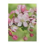 Apple blossoms postcard
