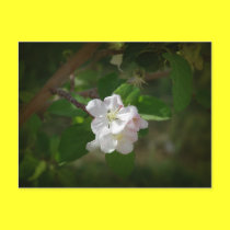 Apple Blossoms postcards