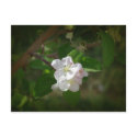 Apple Blossoms postcards by Killlashandra Apple Blossoms postcards