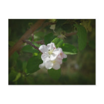 Apple Blossoms postcards