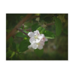 Apple Blossoms Post Card