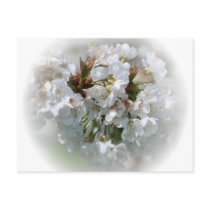 Apple Blossoms Postcard