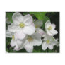 Apple Blossoms Post Card