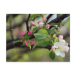 Apple Blossoms Postcard- customize any occasion