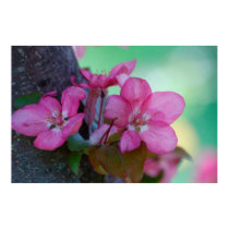 Apple Blossoms posters by VermontCardCompany Apple Blossoms posters