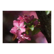 Apple Blossoms posters by VermontCardCompany Apple Blossoms posters
