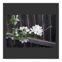 Apple Blossoms posters by pammys Apple Blossoms posters