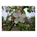 Apple Blossoms posters