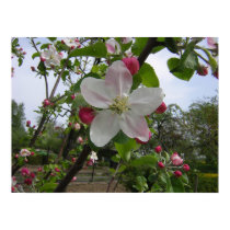 Apple Blossoms posters by SweetRascal Apple Blossoms posters