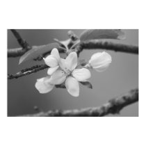 Apple Blossoms posters by VermontRetroArt Apple Blossoms posters