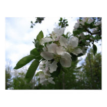 Apple Blossoms posters by cc_runner3 Apple Blossoms posters