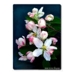 Apple Blossoms posters