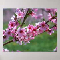 Apple Blossoms Print