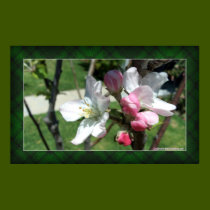 Apple Blossoms posters