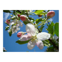 APPLE BLOSSOMS SPRING Flowers Art Prints Posters by Basleeartprintgifts APPLE BLOSSOMS SPRING Flowers Art Prints Posters