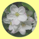 Apple Blossoms stickers by gmlehmann Apple Blossoms stickers