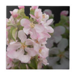 Apple Blossoms Tile