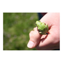 Apple Green Tree Frog posters