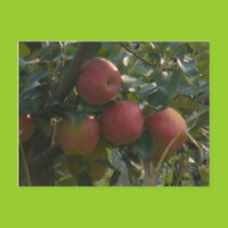 Apple harvest postcard postcards