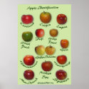 Apple Identification print