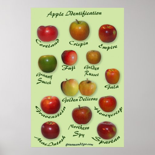 Apple Identification Poster | Zazzle