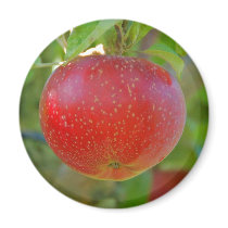 Apple Lobo magnets