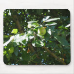 Apple On Tree