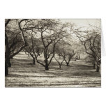 Apple Orchard # 4 cards