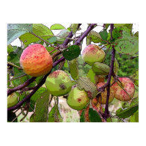 Apple Orchard posters