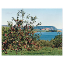 Apple orchard with Cape Blomindon in background, N Flyers