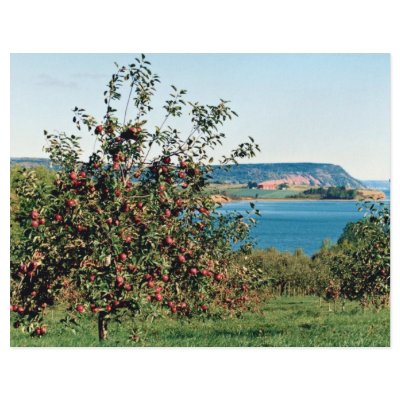 Apple orchard with Cape Blomindon in background, N Flyers by beautifulclicks