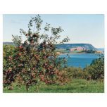 Apple orchard with Cape Blomindon in background, N Flyers