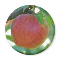 Apple Pederstrup magnets by Thorninger Apple Pederstrup magnets