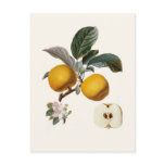 Apple Postcards
