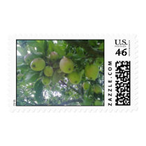 Apple Stamp