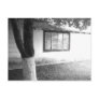 apple tree and old tool shed postcard