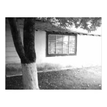apple tree and old tool shed posters