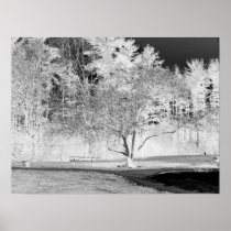 Apple Tree - B&W Poster