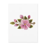 Apple tree blossom postcards