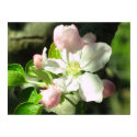 Apple Tree Blossoms posters