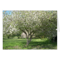 Apple Tree in Bloom Greeting Cards