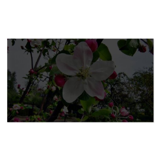 Apple Tree In Blossom Business Card (back side)