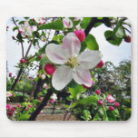 Apple Tree In Blossom Mouse Pad