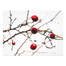 apple tree photo